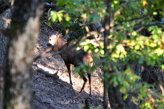 jeleň lesný dvanástorák
