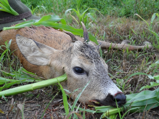 štrnásta vychádzka