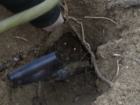 úspešné norovanie