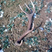 po dlhom hladani konečne prvy