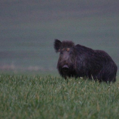 diviak s jednou usnicou