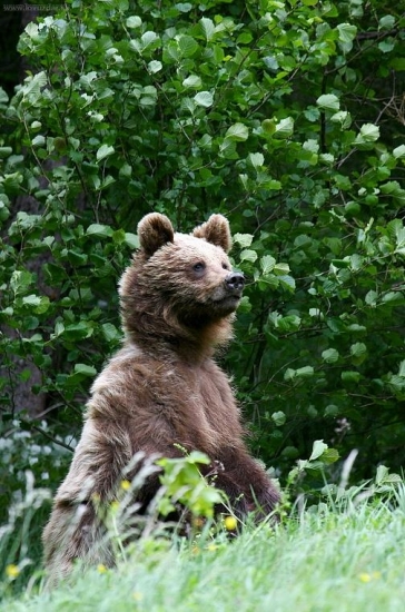 ked je maco na zadnych :-)