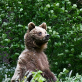 ked je maco na zadnych :-)