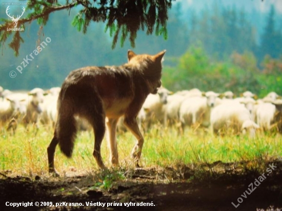 FOTO P.VELICKU II-LONSKA VYSTAVA