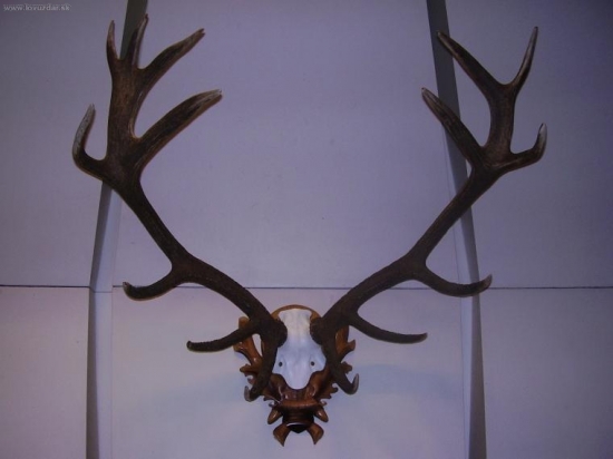 LONSKA VYSTAVA-ZHODY NA LEBKE