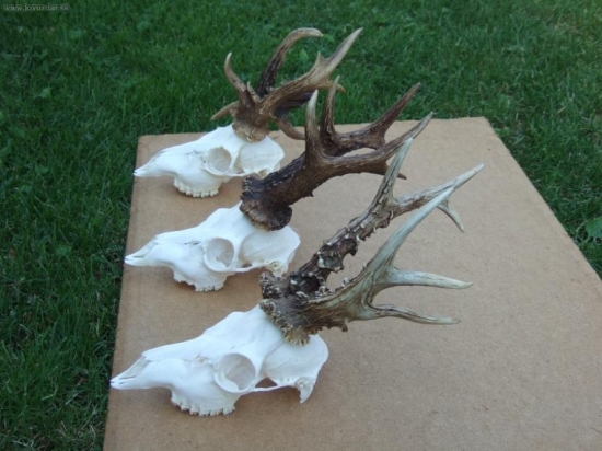 Srnce ulovené v našom PZ v r.2007-2008