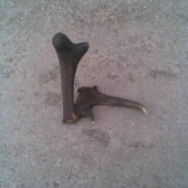 tak toto doniesol kanaratov farbiar