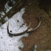 10torak minuloročný