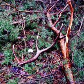 keď sa darí tak sa darí