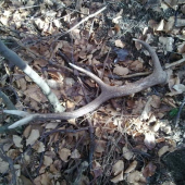 DNES,aj takýto už púšťajú