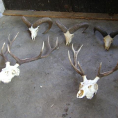 moje uhyny z a 2,5 roka  najmensi muflon pred tyzdnom