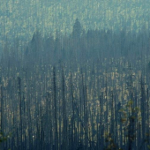 Čo dokáže lykožrút spraviť s lesom...