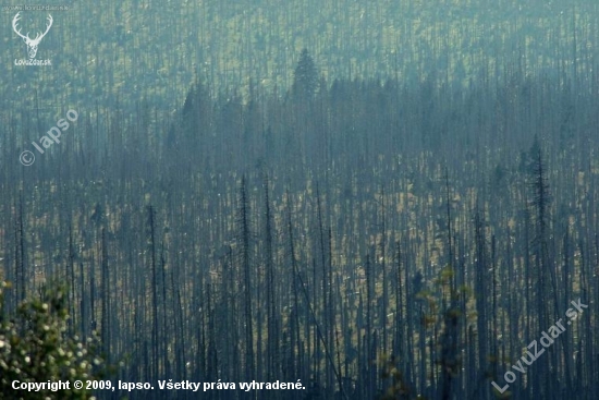 Čo dokáže lykožrút spraviť s lesom...