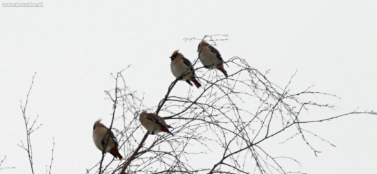 Chochláč severský