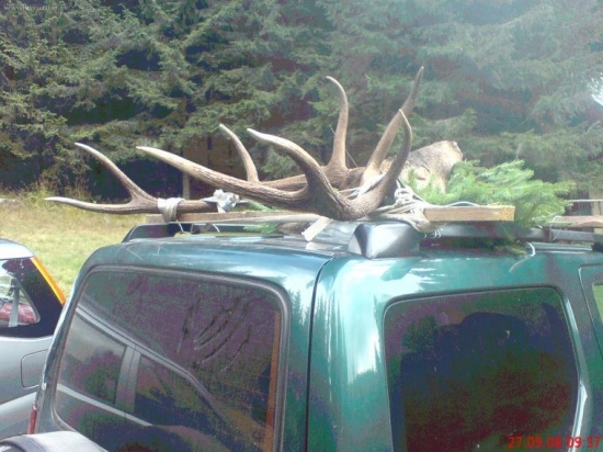 Takto sa vracia z jelenej ruje:)