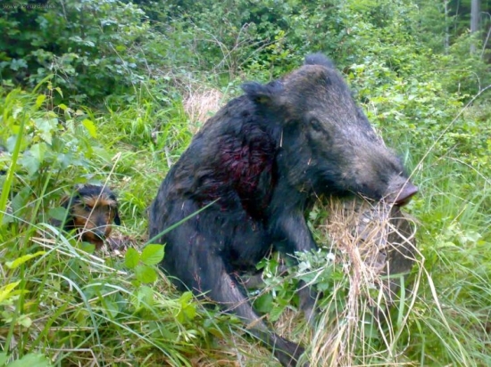 kancek z minulého víkendu