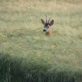 srnček v jačmeni..