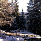 takto vysoko su na Liptove teraz diviaky