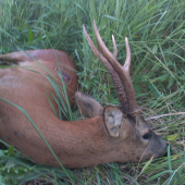 Večerná vychádzka