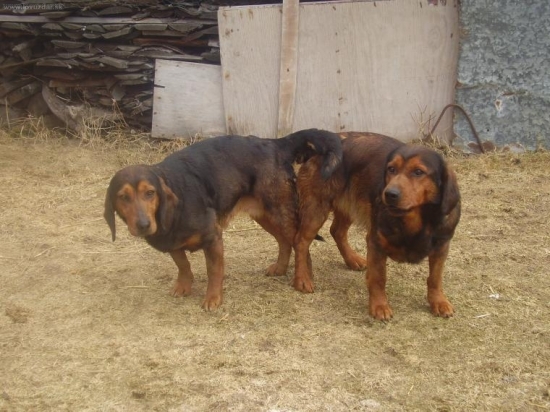 Alpsky jazvecikovity durix-parenia