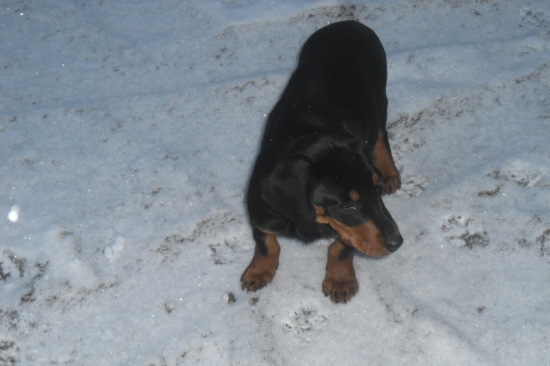 3 mesačný Amon v akcii