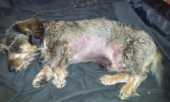 treti krat na marodke a stale odvazny a nebojacny Aris