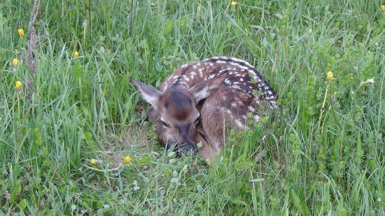Bambi