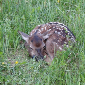 Bambi