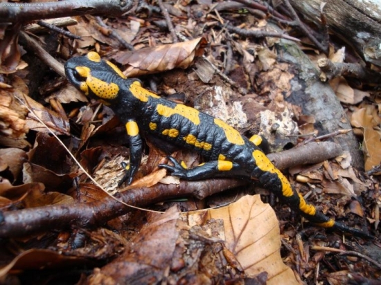 Salamandra škvrnitá