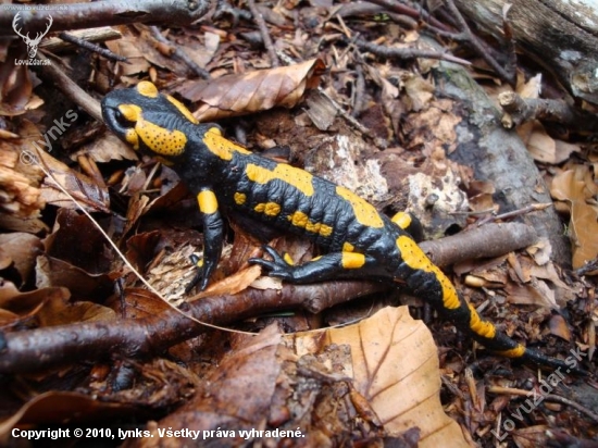 Salamandra škvrnitá