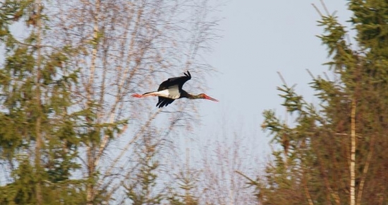 Bocian čierny na Liptove