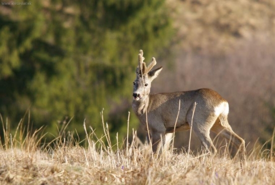 Srnček - nepravidelný