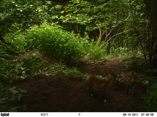 A dvaja iní zvedavci