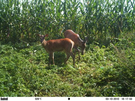 Aka matka taka Katka...