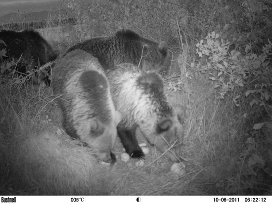 Zmedvedieva sa... :-)