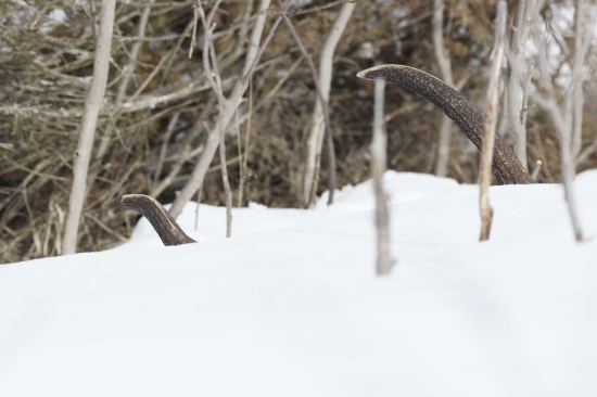 2,5 kg a 181 bodov, č. 2