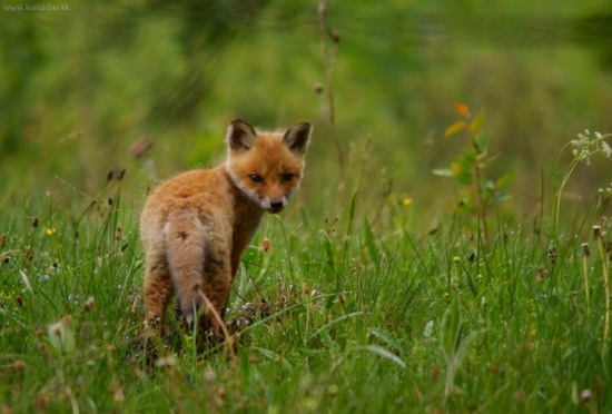 Malý zvedavý chlpáč