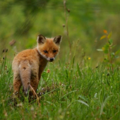 Malý zvedavý chlpáč