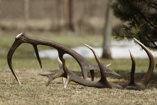 Zhody z jelienka ID202206