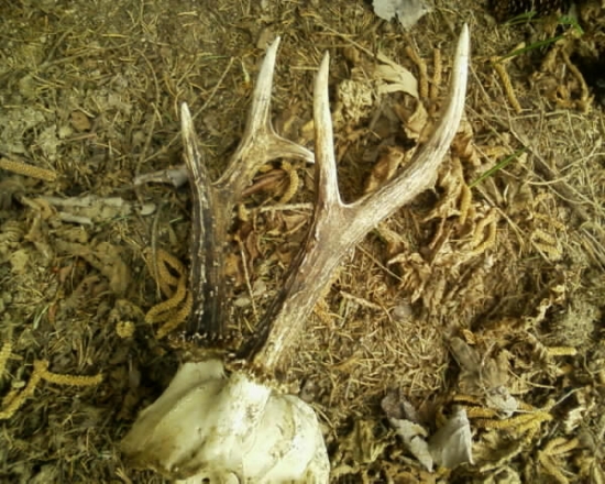 Hornoliptovský suvenír č. II