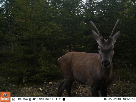 Niečo tu nevonia...