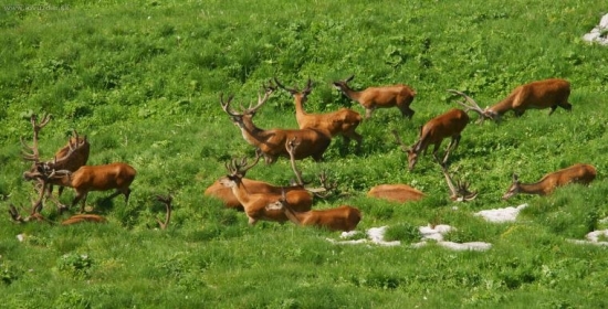 Tak ešte sa ich pár nájde...
