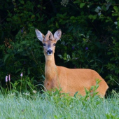 Srna s parožkami II