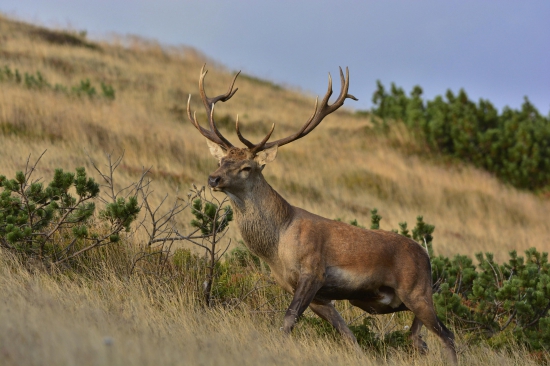 Pripravený na ruju...
