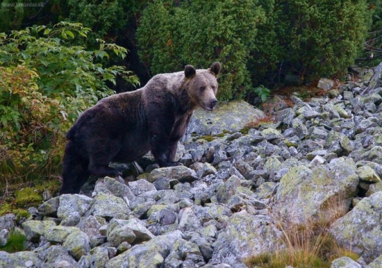 Tatranský...