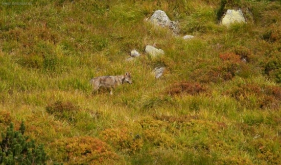 Vĺča medzi kosodrevinou