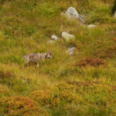 Vĺča medzi kosodrevinou