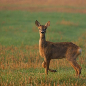 Pri zapadajúcom slnku