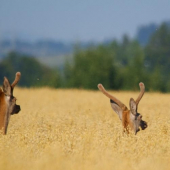 Spomienka na leto...