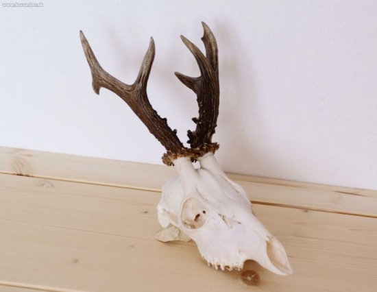 Úhyn - foto ID 41771